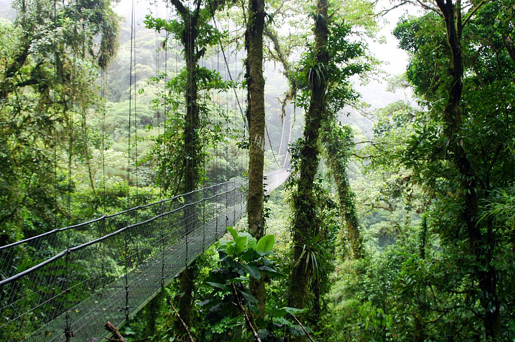 forest costa Rica